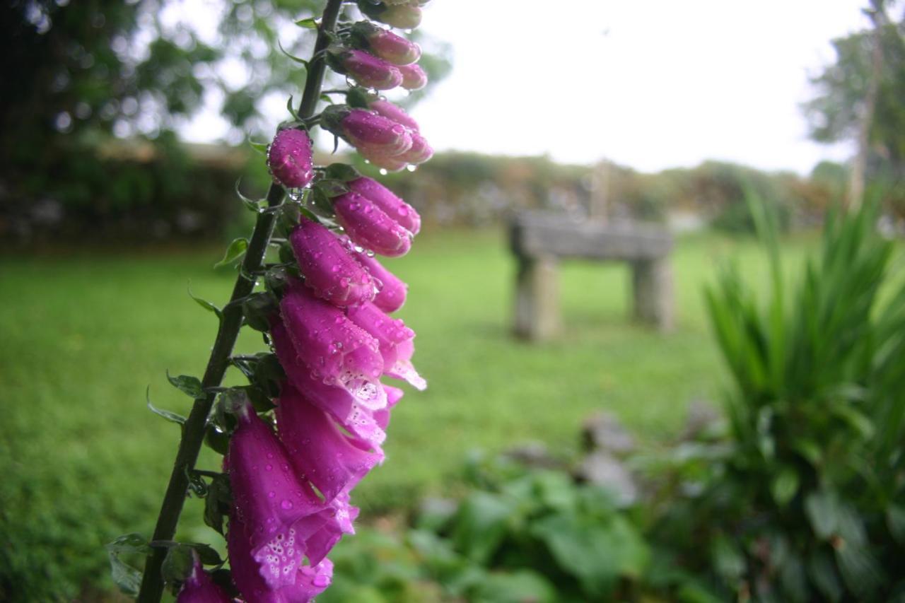 Wicklow Way Lodge Esterno foto